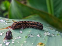 المكسيك تسجل أول إصابة بشرية بـ‘داء الدودة الحلزونية‘